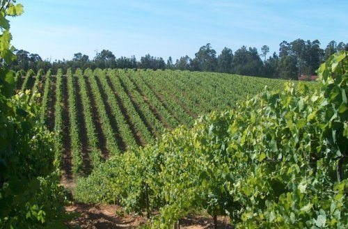 Aviso NAPs 2026: Autoriza&ccedil;&otilde;es novas planta&ccedil;&otilde;es de vinha