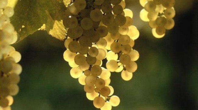 Declara&ccedil;&atilde;o de Exist&ecirc;ncias a 31 de Julho - Declara&ccedil;&atilde;o obrigat&oacute;ria atrav&eacute;s da &Aacute;rea Reservada do Portal da CVR dos Vinhos Verdes